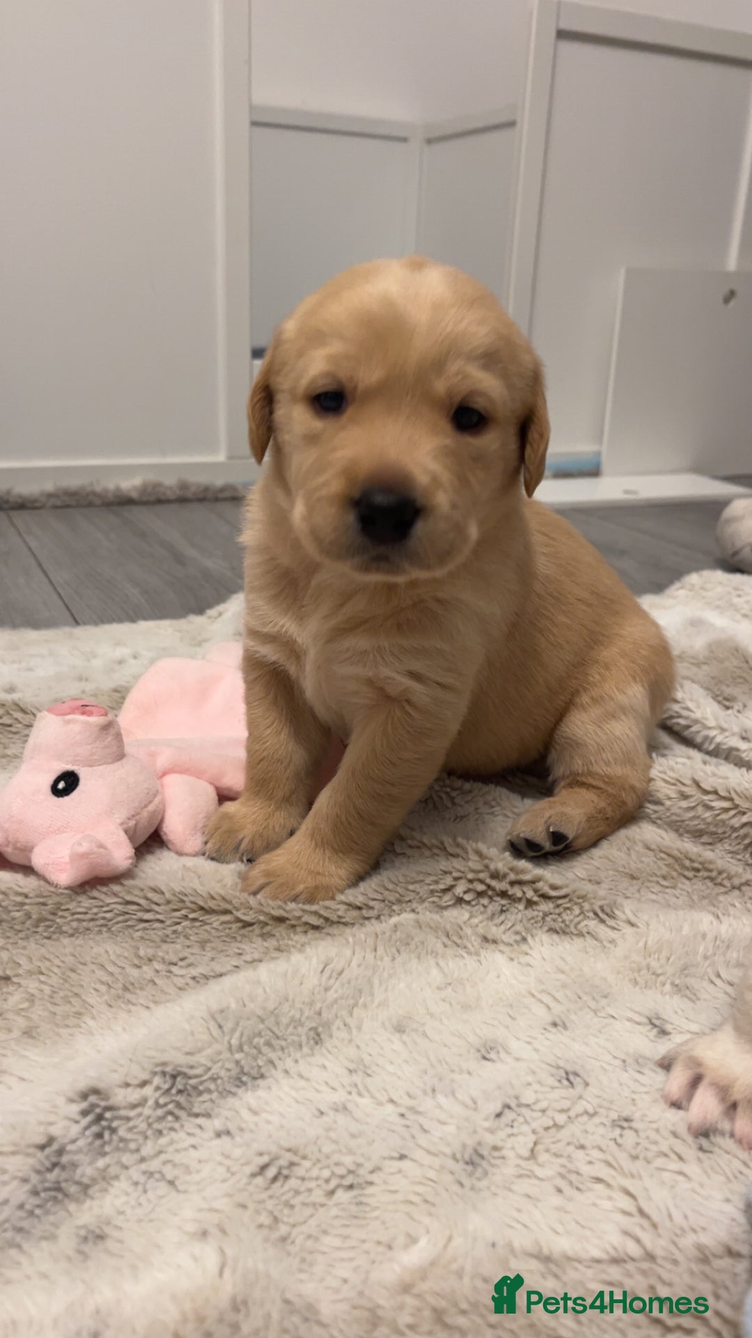 Labrador Retriever dogs for sale: Labrador Puppies  - Image 7