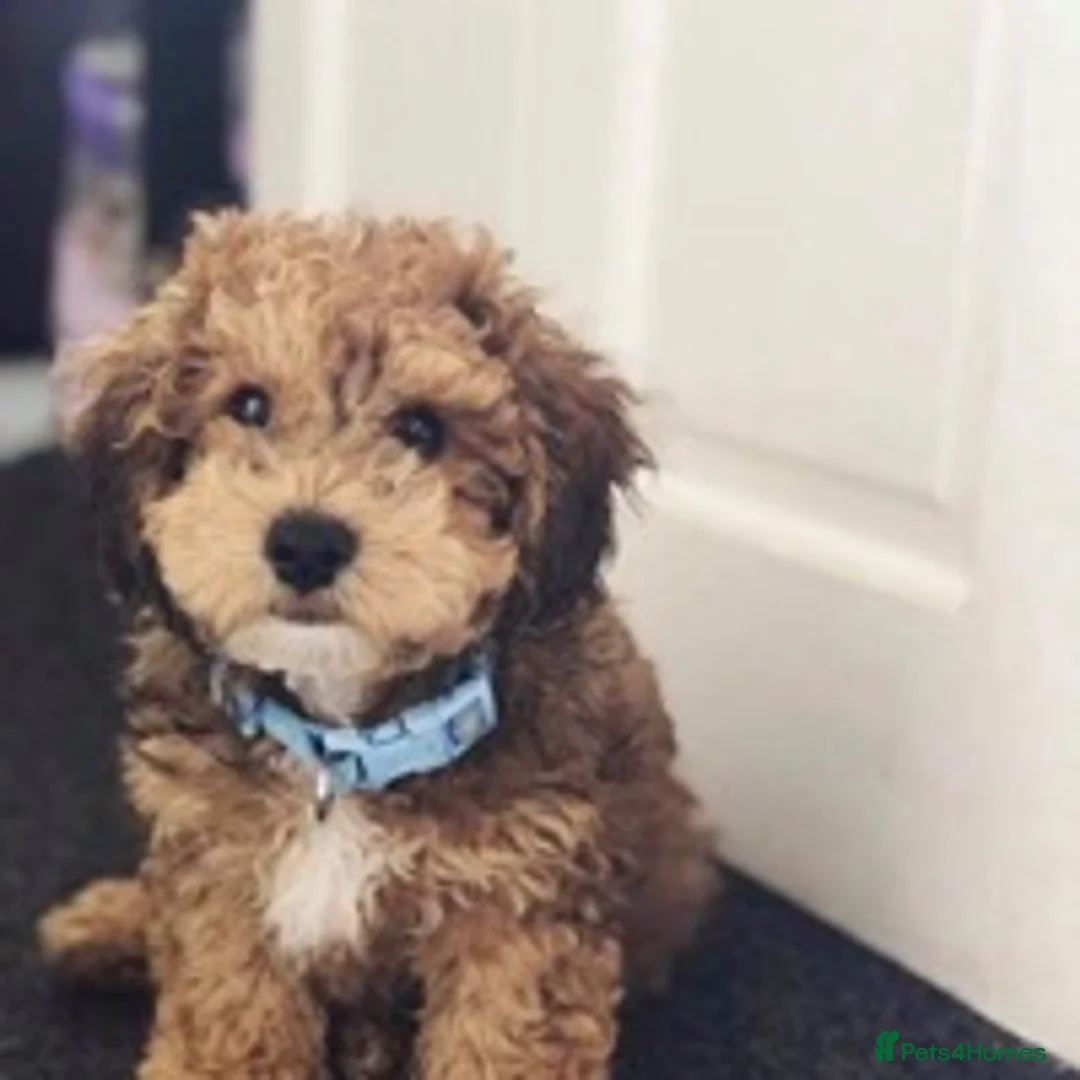Miniature Poodle dogs for stud: 🏆PROVEN🏆 sable miniature poodle health tested in Havant - Advert 3