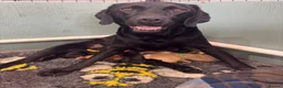 Labrador Retriever dogs for sale: Exceptional Kc registered Labrador puppies  - Advert 1
