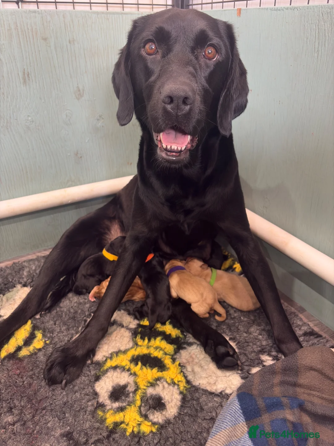 Labrador Retriever dogs for sale: Exceptional Kc registered Labrador puppies  - Advert 1