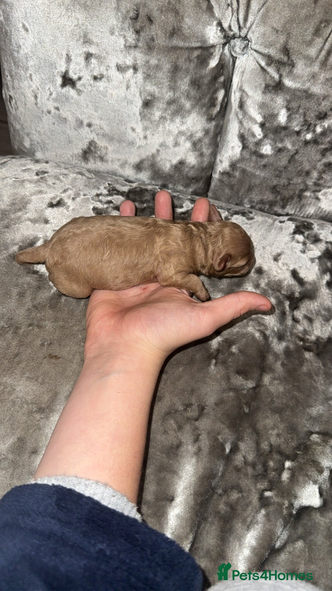 Toy Poodle dogs for sale: Toy poodle puppies  - merle bloodline  - Image 5