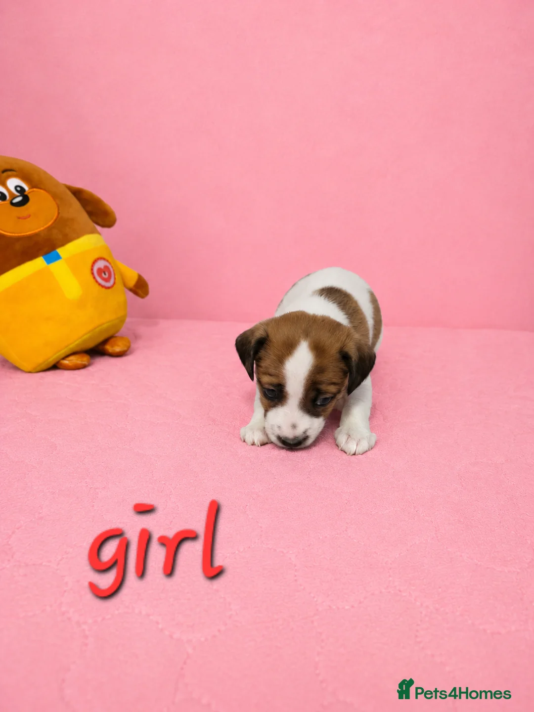 Jack Russell dogs for sale: Cutie pie Jack Russell puppies  - Advert 1