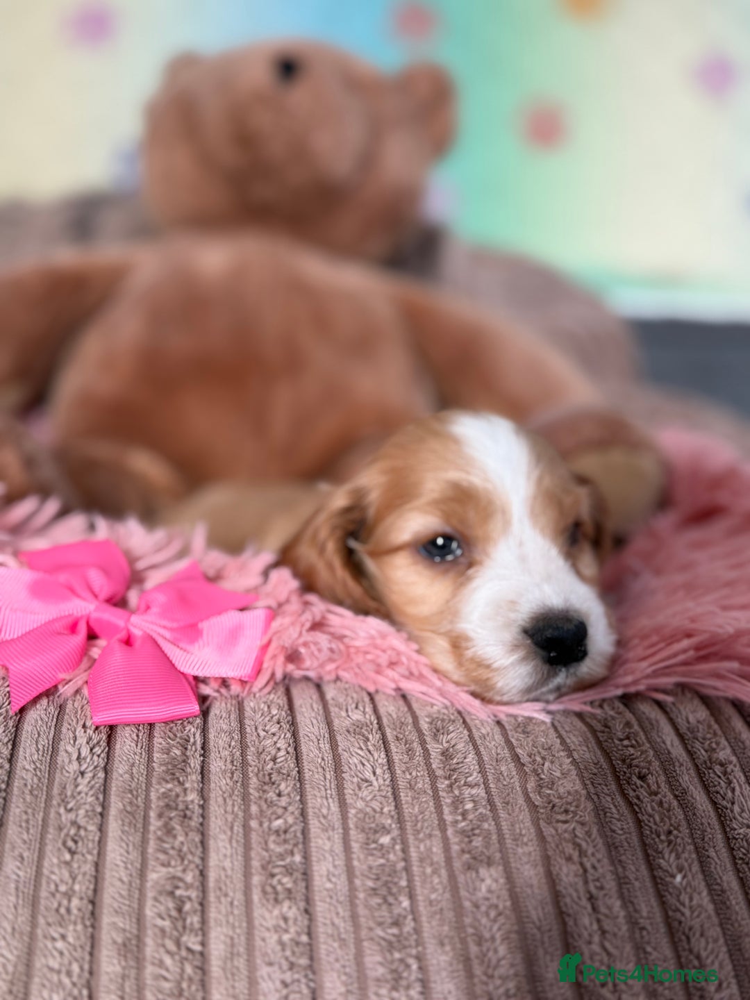 Cocker Spaniel dogs for sale: Beautiful cocker spaniels DNA clear  - Image 4