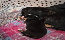 Greater Swiss Mountain Dog dogs for sale: Great Swiss Mountain Dog - Image 4