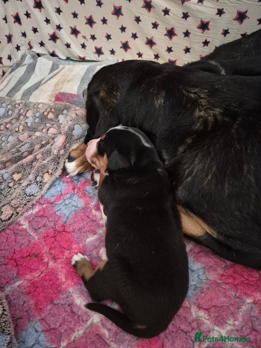 Greater Swiss Mountain Dog dogs for sale: Great Swiss Mountain Dog - Image 4