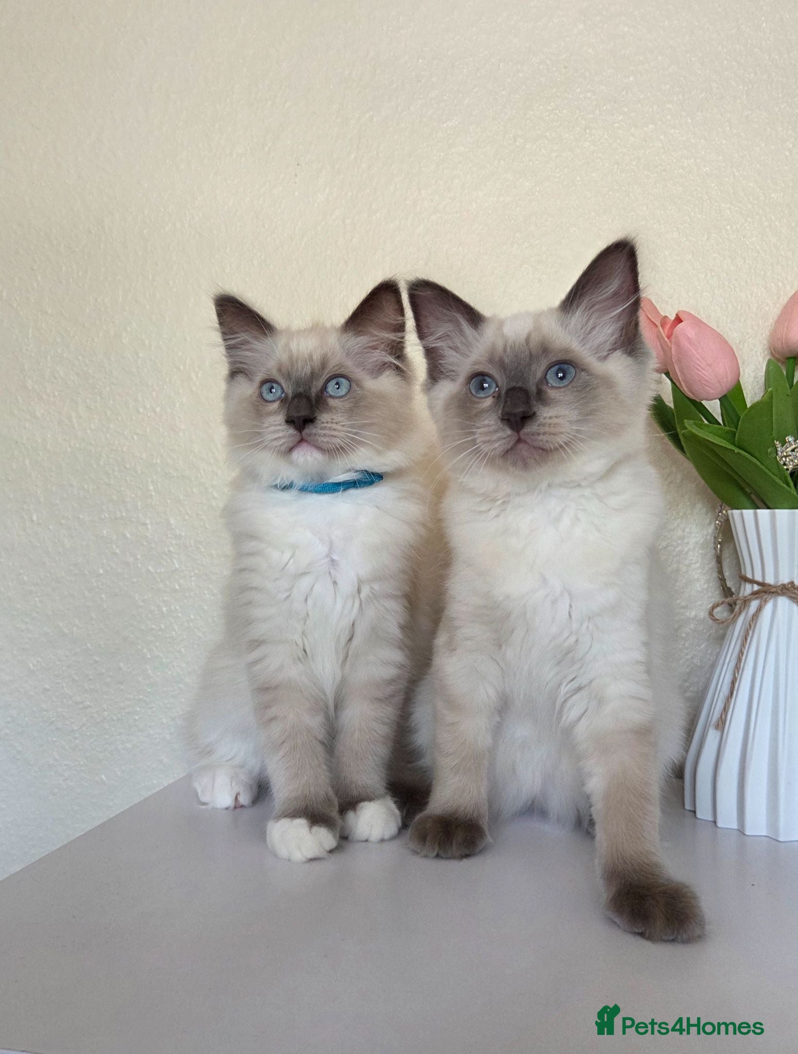 Ragdoll cats 🐾 Ragdoll Kittens Ready now !  - Advert 6
