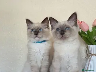 Ragdoll cats 🐾 Ragdoll Kittens Ready now ! - Advert 3