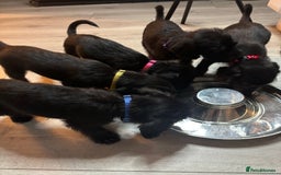 Mixed Breed dogs for sale: 3/4Bedlington 1/4Whippet - Image 16