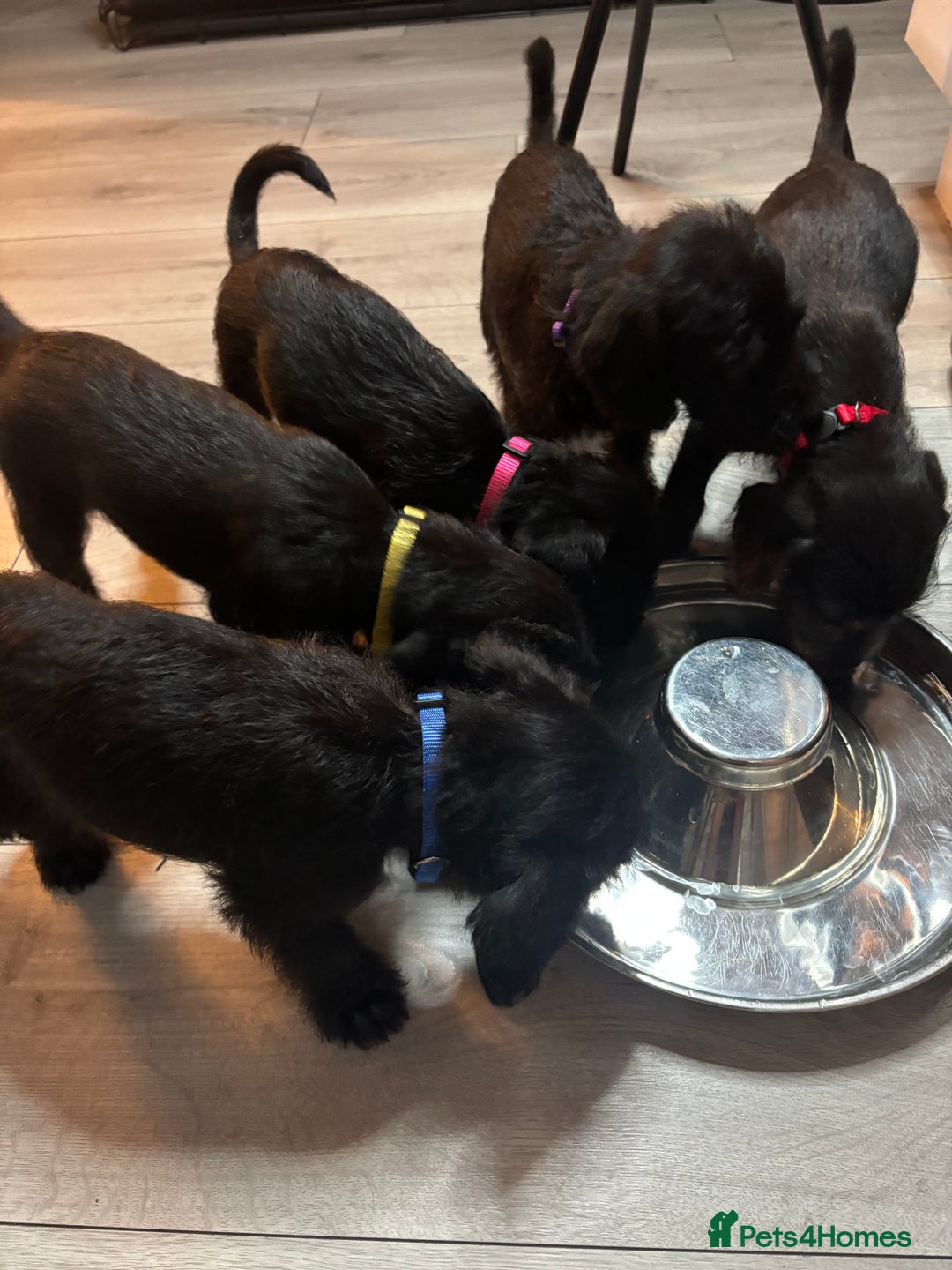 Mixed Breed dogs for sale: 3/4Bedlington 1/4Whippet - Image 16