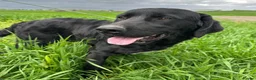 Mixed Breed dogs for adoption: Lonzo (Retriever mix) in Basingstoke - Advert 10
