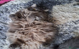 Maine Coon cats for sale: Stunning litter of maine coon kittens  - Advert 35