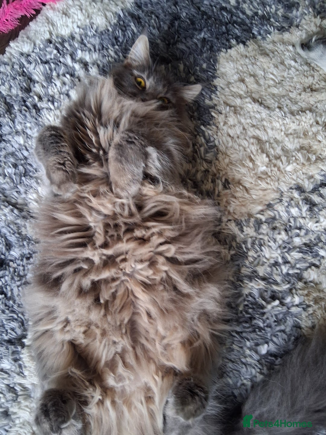 Maine Coon cats for sale: Stunning litter of maine coon kittens  - Advert 35