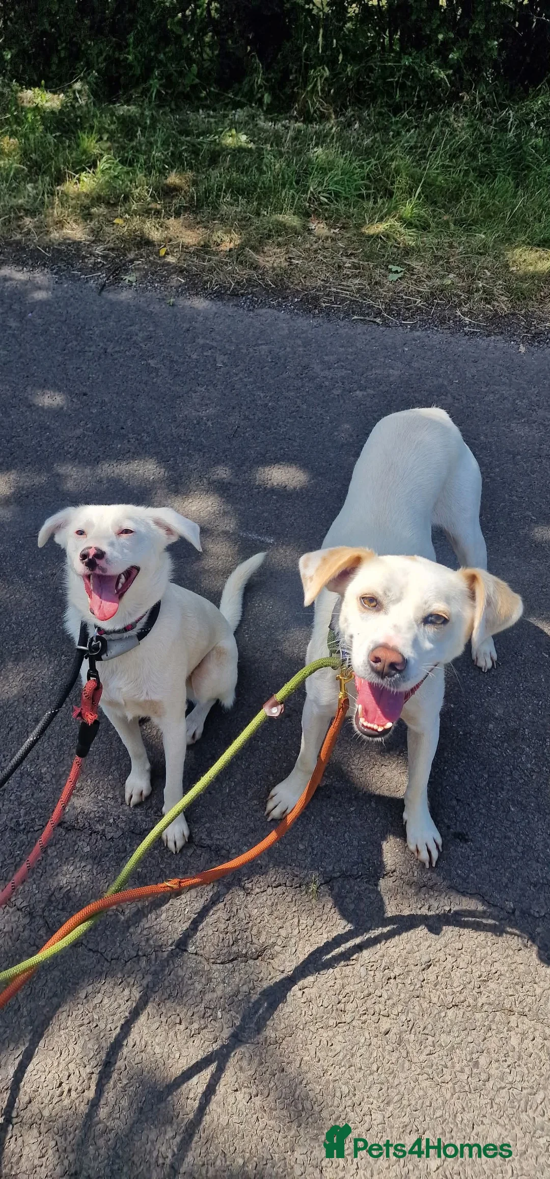 Mixed Breed dogs for adoption: Meet Clove, currently residing in Cheshire  - Advert 7