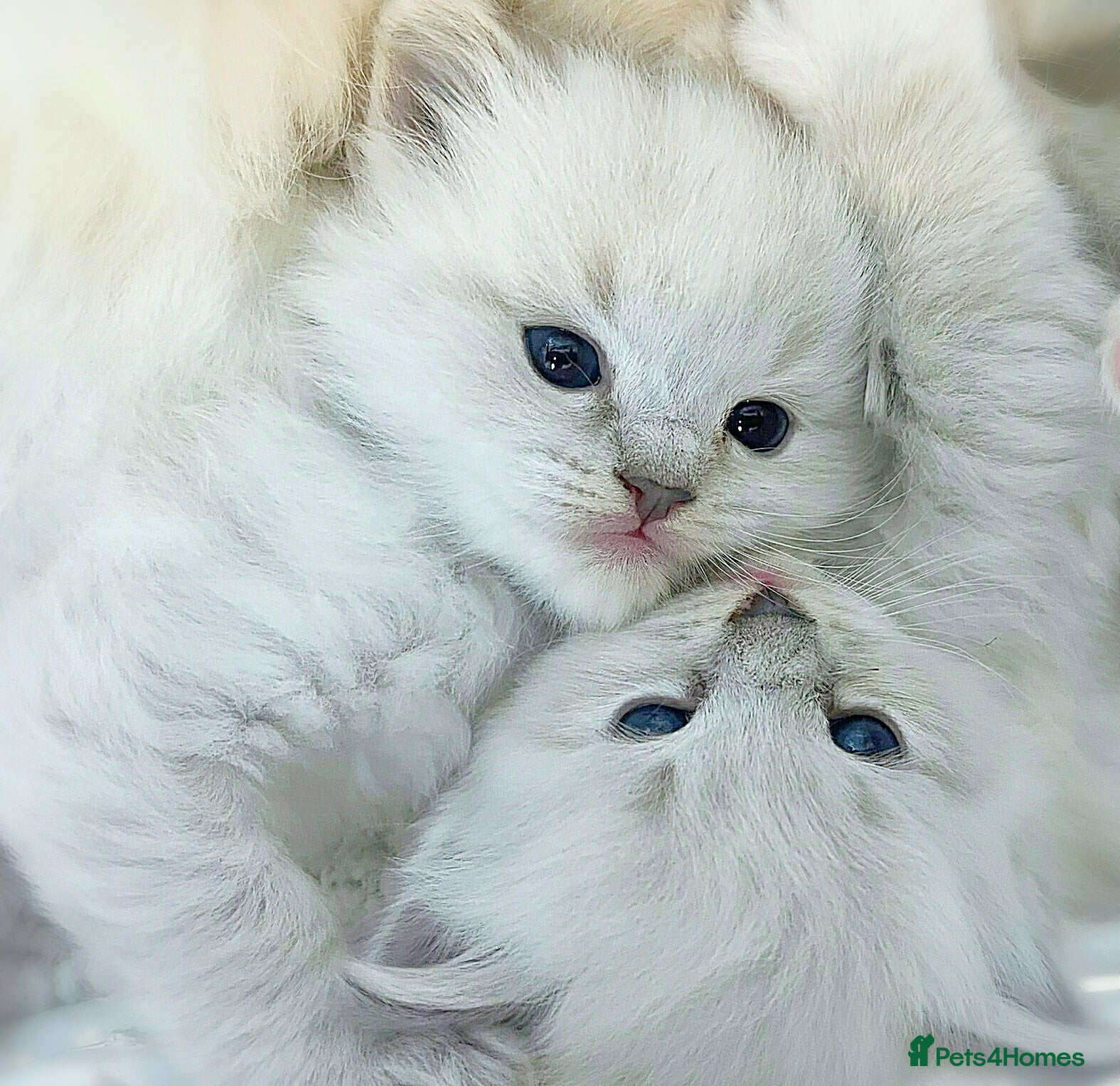 Ragdoll cats ❤️PEDIGREE RAGDOLL KITTENS READY❤️ - Advert 12