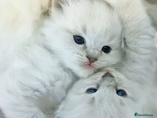 Ragdoll cats ❤️PEDIGREE RAGDOLL KITTENS READY❤️ - Advert 11