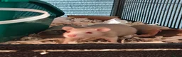 Rat rodents for sale: Rats! Male and female - Advert 1