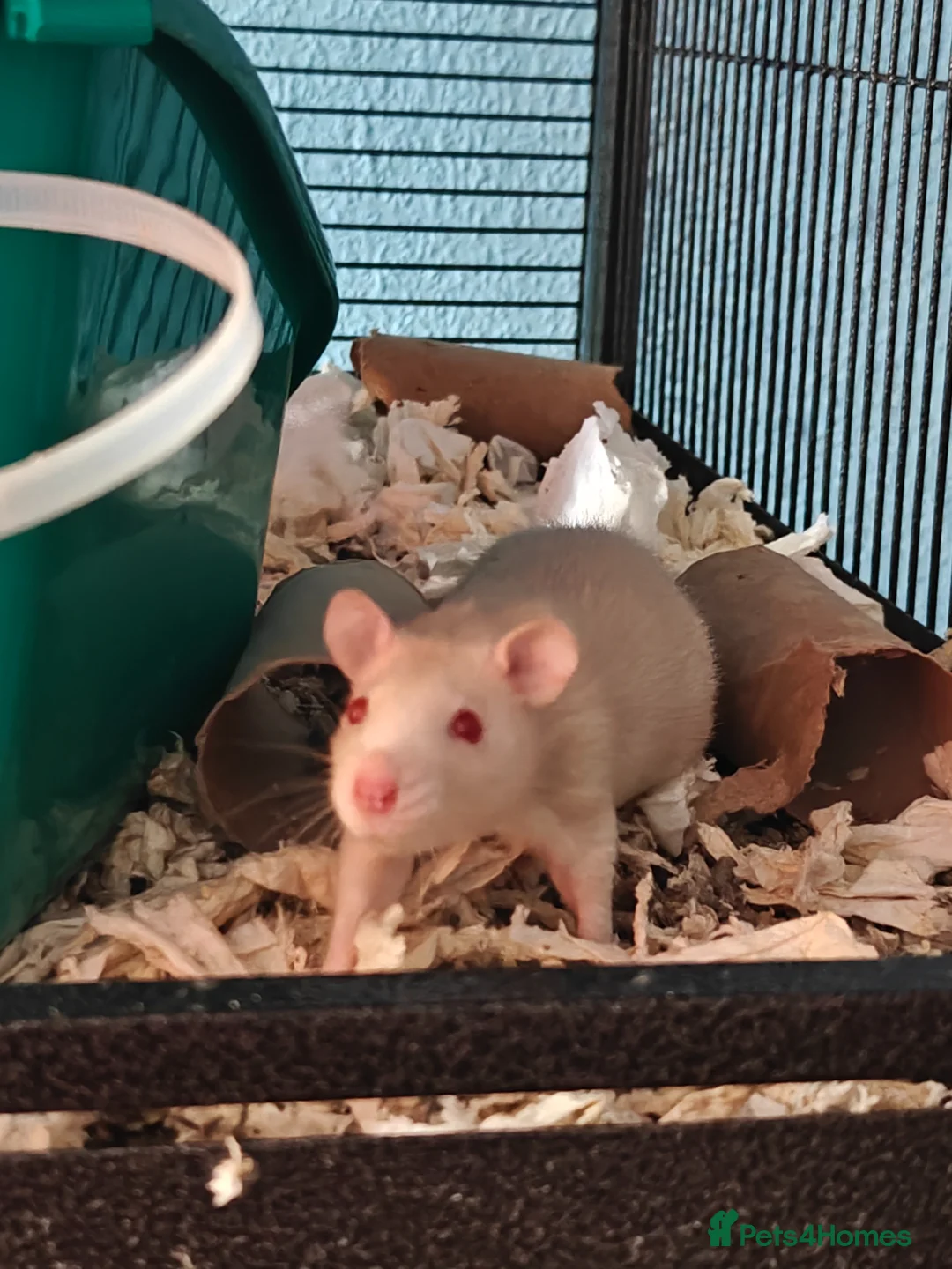 Rat rodents for sale: Rats! Male and female - Advert 1