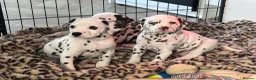 Dalmatian dogs for sale: Exceptional Litter. 2 Boys Remaining  - Advert 9