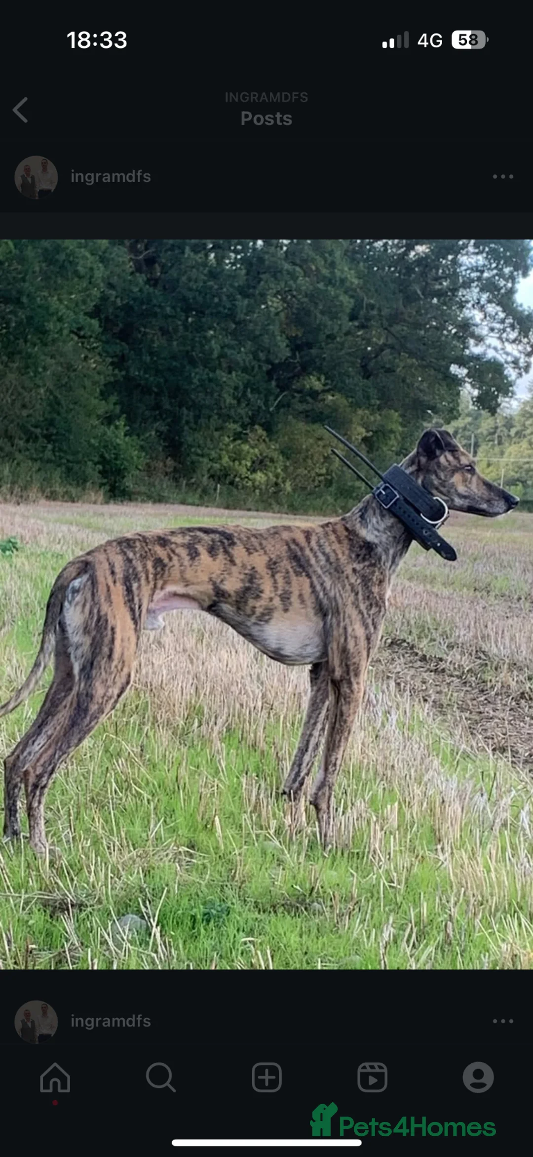 Lurcher dogs for sale: Bull grey collie saluki grey lurcher in Dumfries - Advert 1