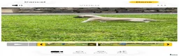 Whippet dogs for sale: Stunning Fawn Whippet Pups  in Winkleigh - Advert 18