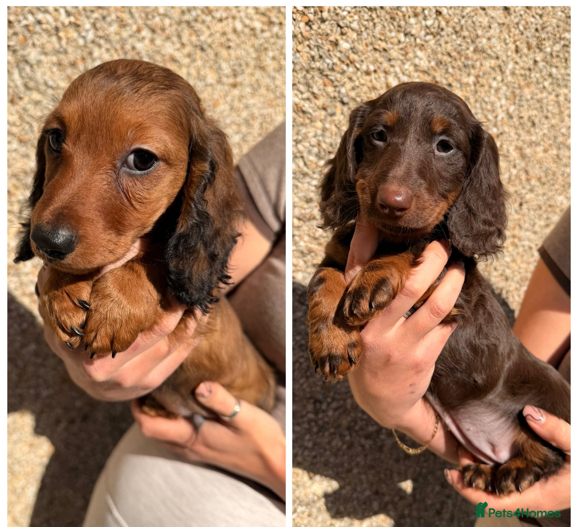 Miniature Dachshund dogs Two beautiful long haired daschunds ready now!  - Advert 5