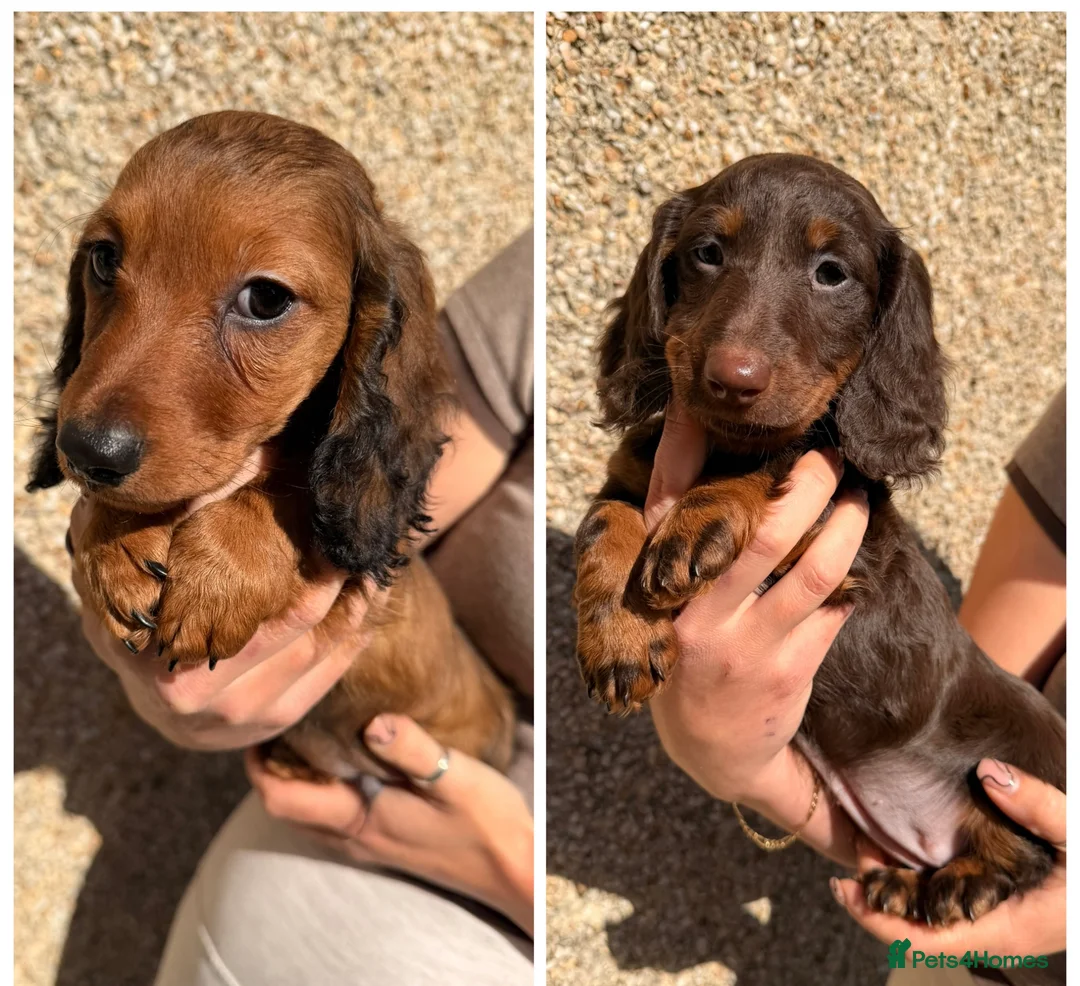 Miniature Dachshund dogs for sale: Two beautiful long haired daschunds ready now!  - Advert 1