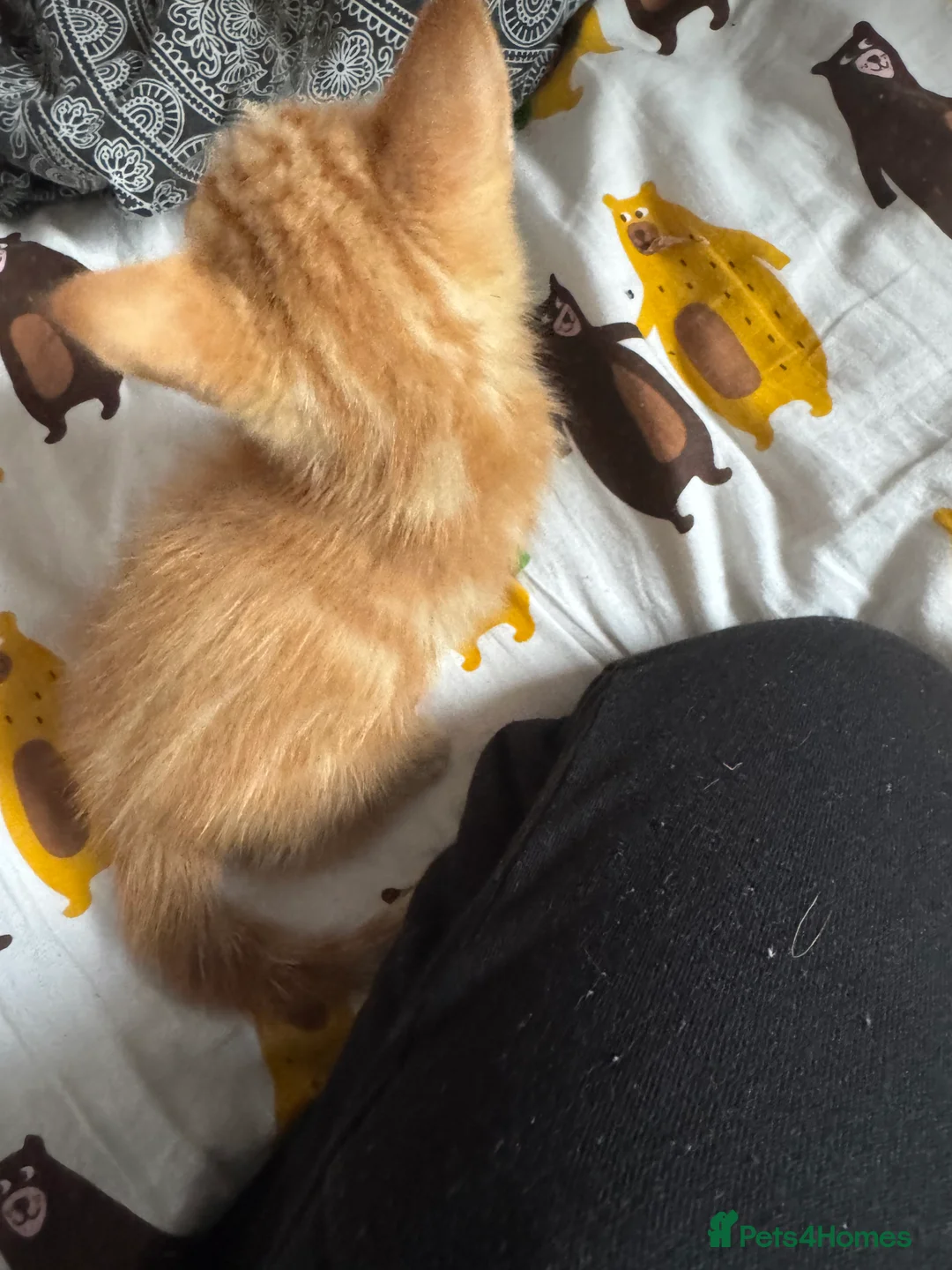 British Shorthair cats for sale: Playful kittens - Advert 12