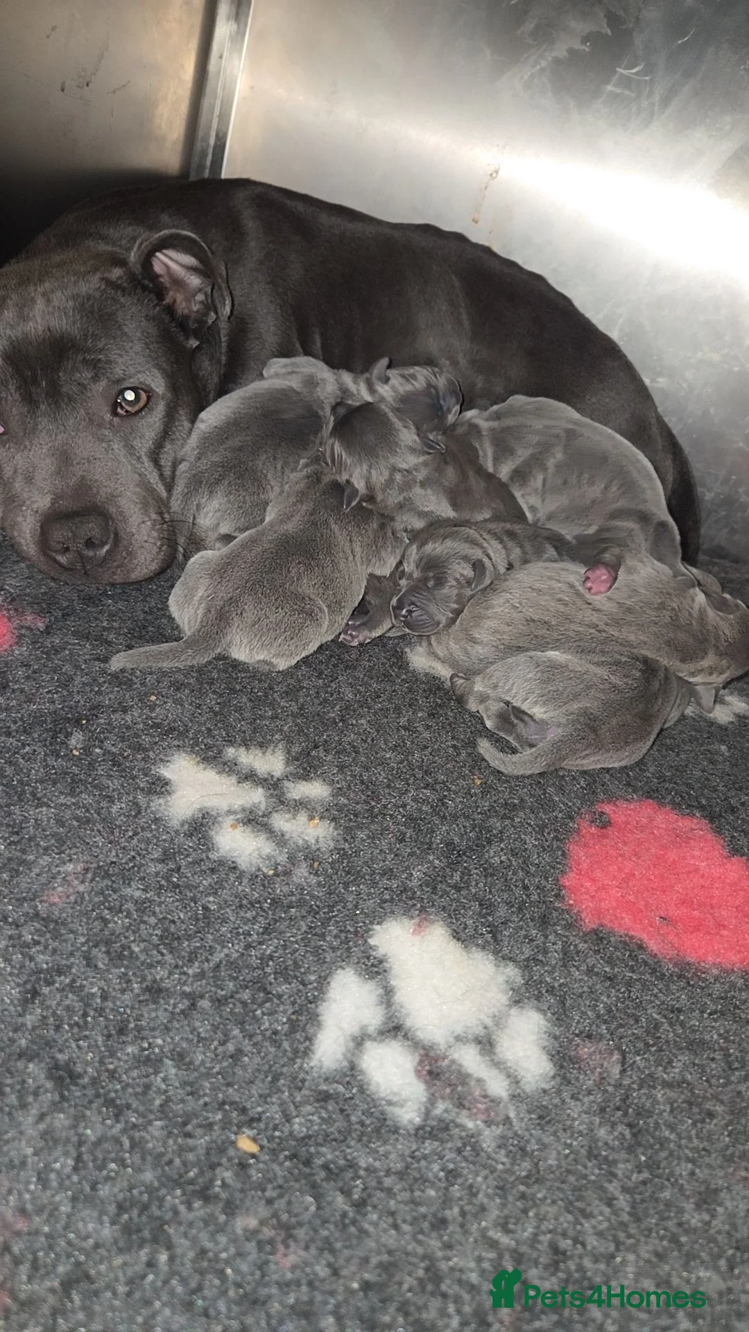 Staffordshire Bull Terrier dogs for sale: Staffordshire bull  - Advert 10
