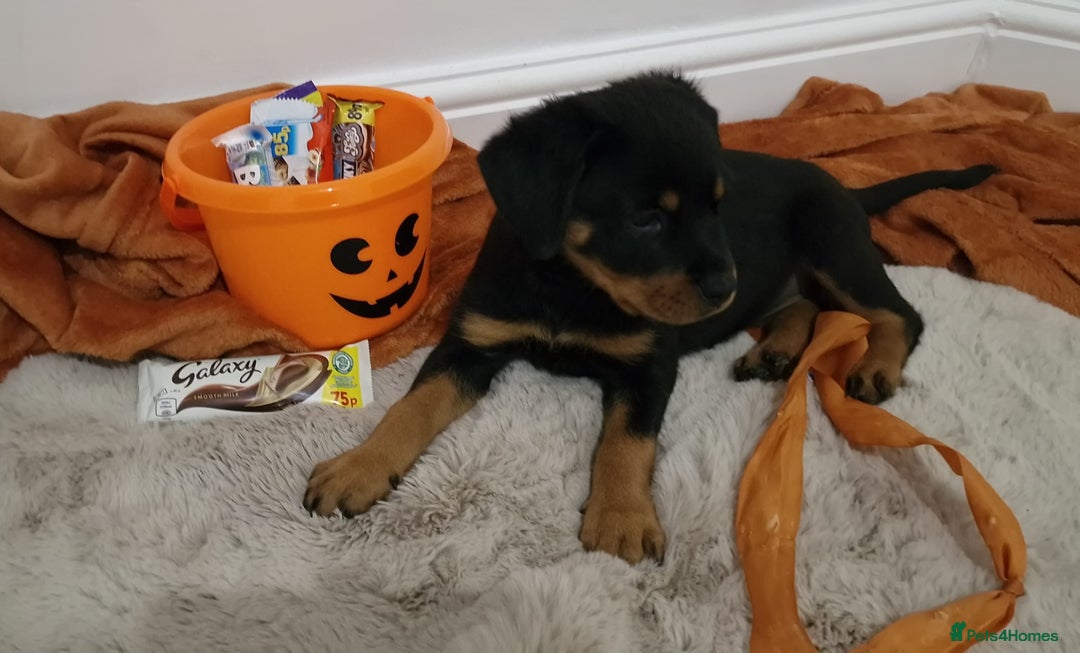 Rottweiler dogs for sale: KC Rottweiler Puppies - Image 17