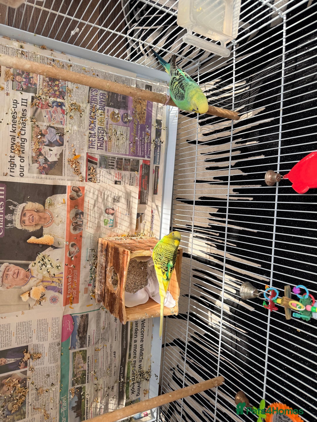 Mixed Breed birds for sale: Budgies for sale - Advert 2