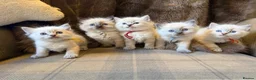 Ragdoll cats for sale: Stunning ragdoll kittens. Fully vet checked. - Advert 9