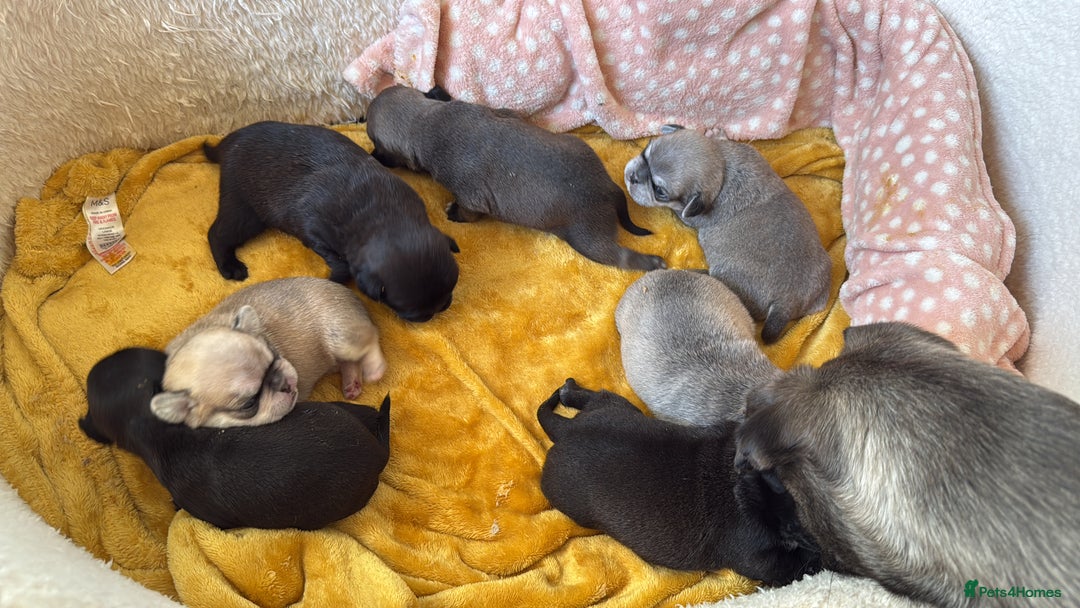 Pug dogs for sale: £500 pug puppies - Image 8