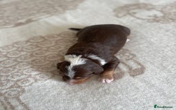 Bordoodle dogs for sale: OUTSTANDING *TRI COLOUR* MINIATURE BORDOODLES - Image 27