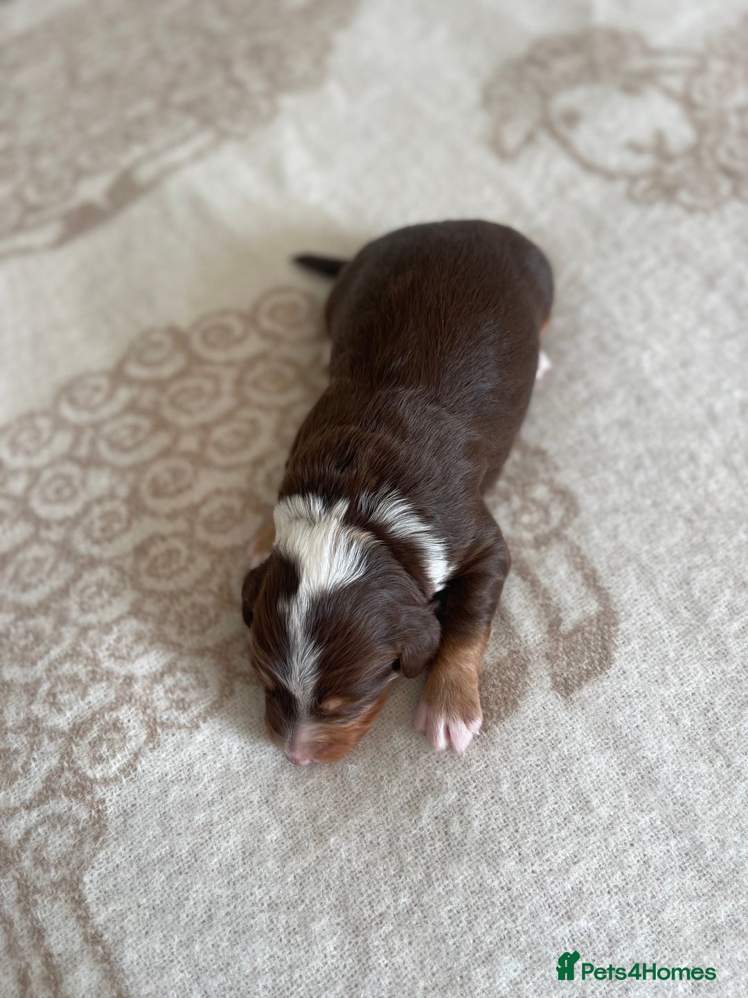 Bordoodle dogs for sale: OUTSTANDING *TRI COLOUR* MINIATURE BORDOODLES - Image 27