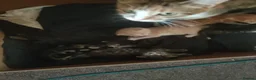Bengal cats for sale: Gorgeous little kittens for sale  - Advert 18