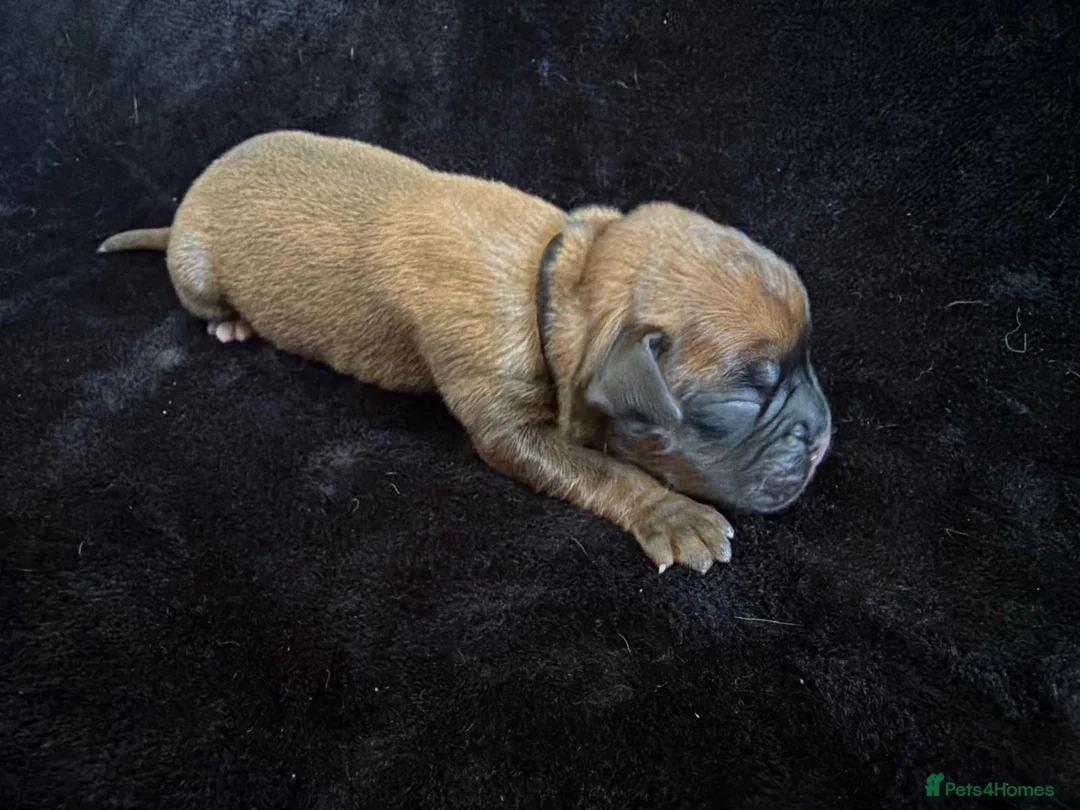 Boxer dogs for sale: Boxer - Advert 1