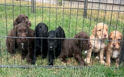 Cocker Spaniel dogs for sale: Quality KC Registered Working Cocker Spaniels - Image 1