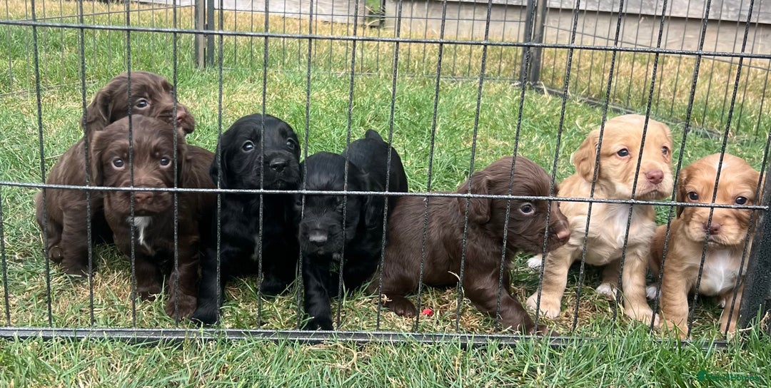 Cocker Spaniel dogs for sale: Quality KC Registered Working Cocker Spaniels - Image 1