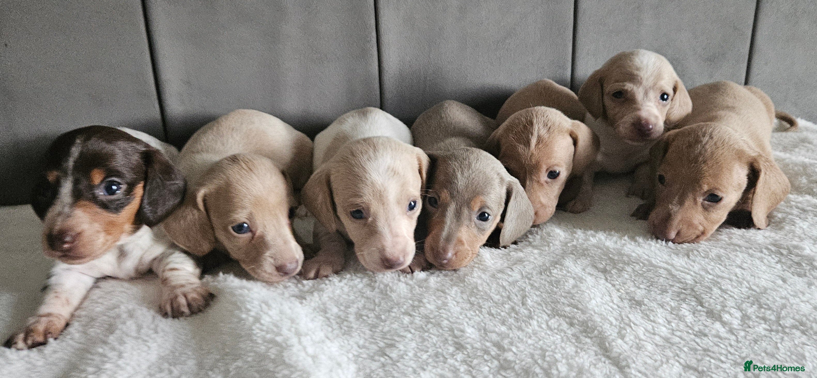 Miniature Dachshund dogs Beautiful kc miniature Dachshund puppies  - Advert 15