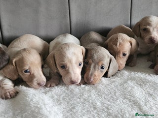 Miniature Dachshund dogs Beautiful kc miniature Dachshund puppies - Advert 5