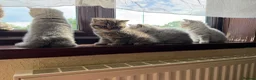 British Shorthair cats for sale: British Shorthair kittens 🐾 - Advert 5
