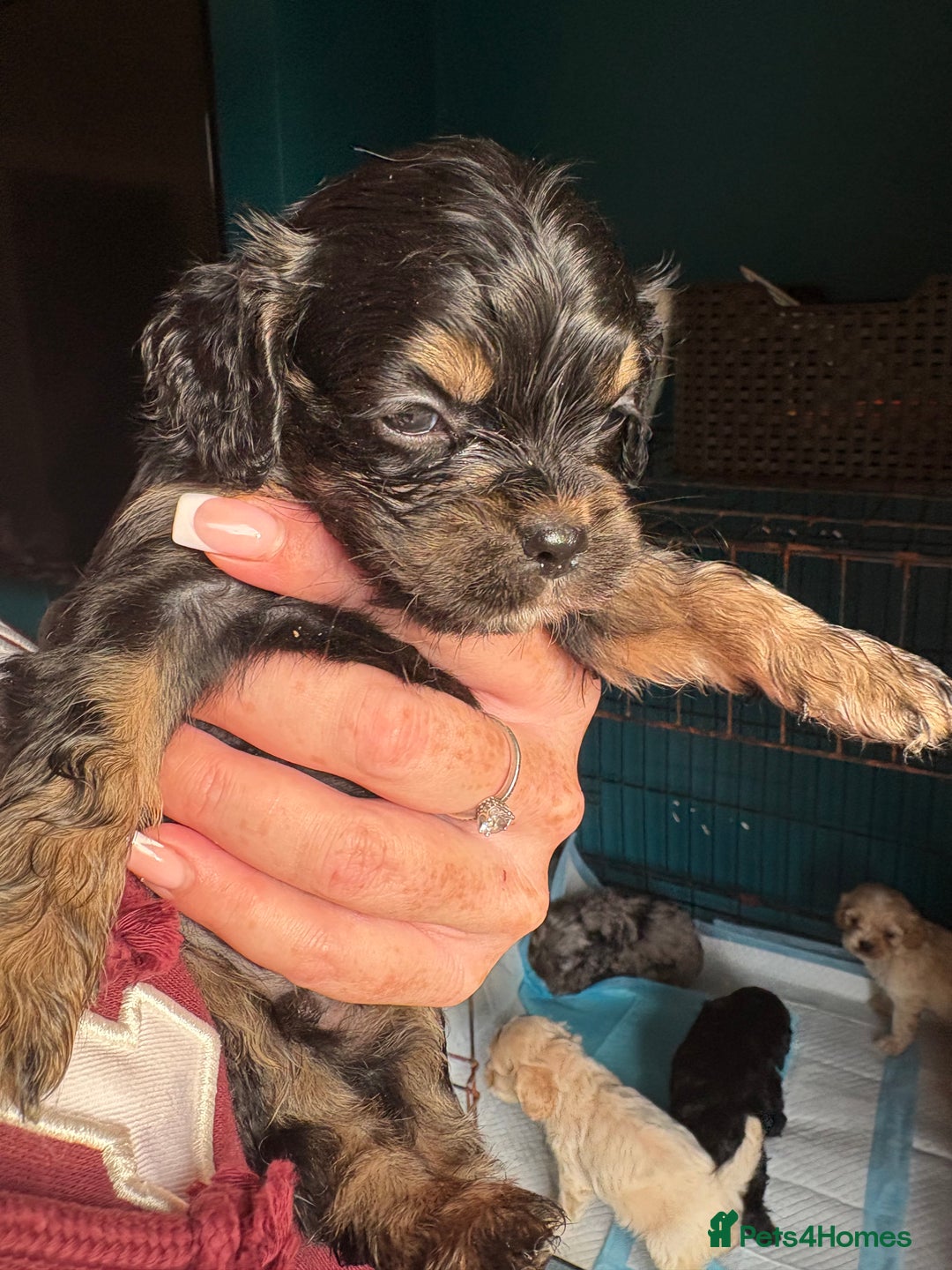 Cockapoo dogs for sale: Beautiful cockapoos - Advert 9