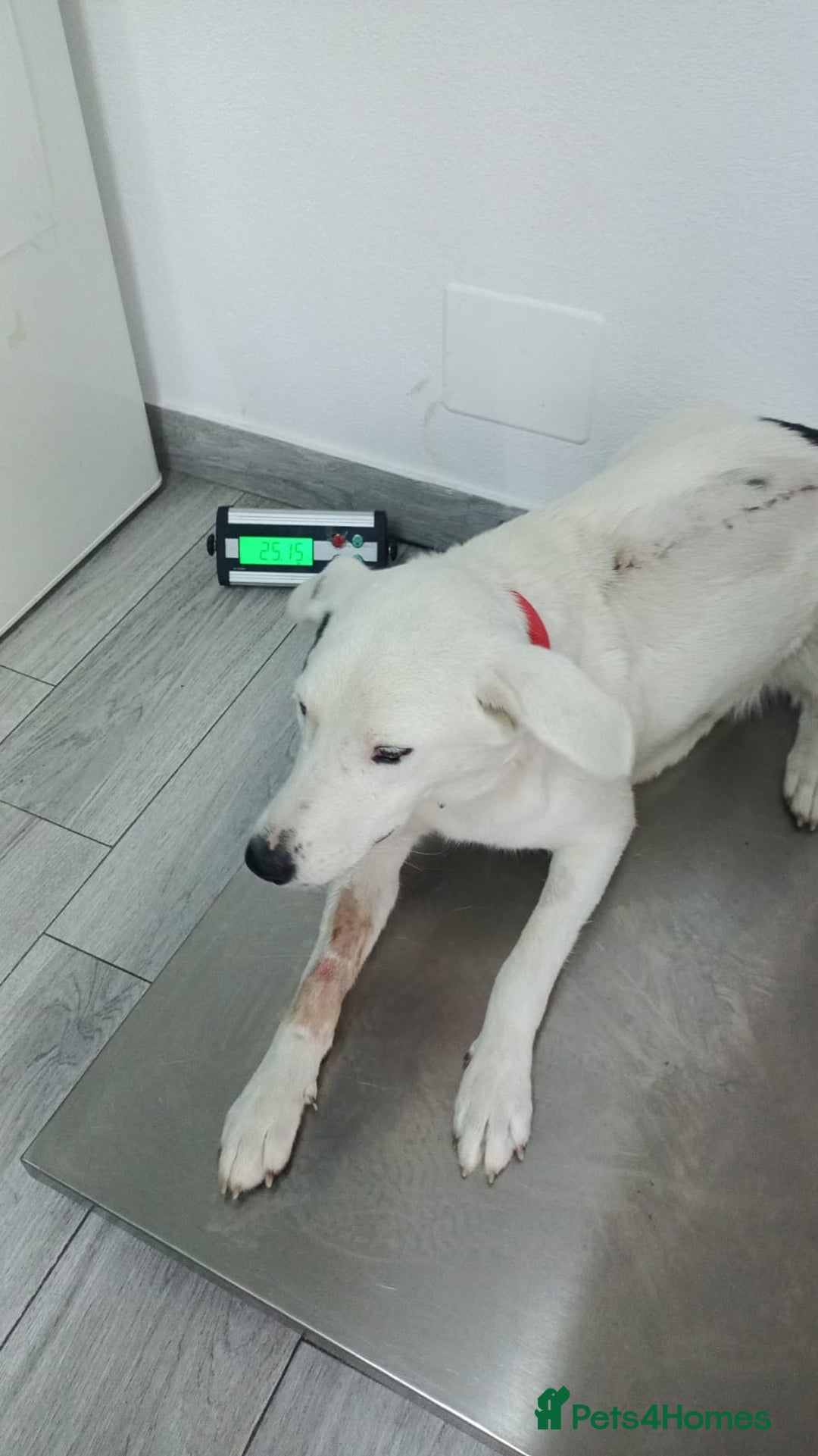 Mixed Breed dogs for adoption: 🌸 MEET BIANCA - a Gentle Girl for a Loving Family - Advert 16