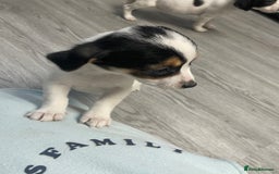 Jack Russell dogs for sale: 2 beautiful Jack Russell puppy girls left  - Image 12