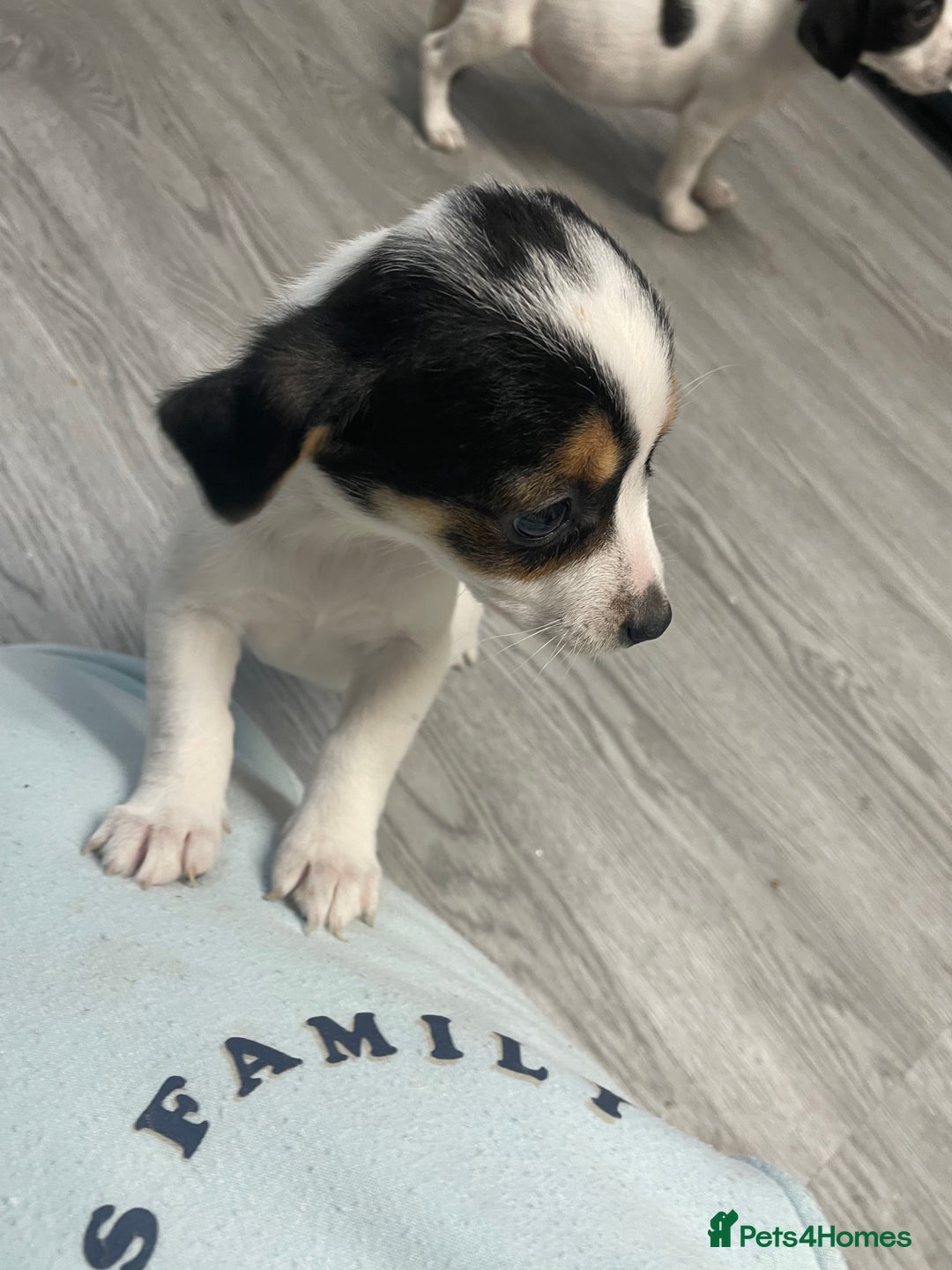 Jack Russell dogs for sale: 2 beautiful Jack Russell puppy girls left  - Image 12