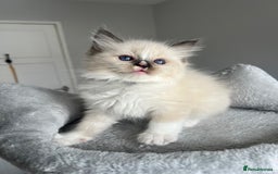 Ragdoll cats for sale: REGISTERED Ragdoll kittens HCM/PKD clear - Image 23