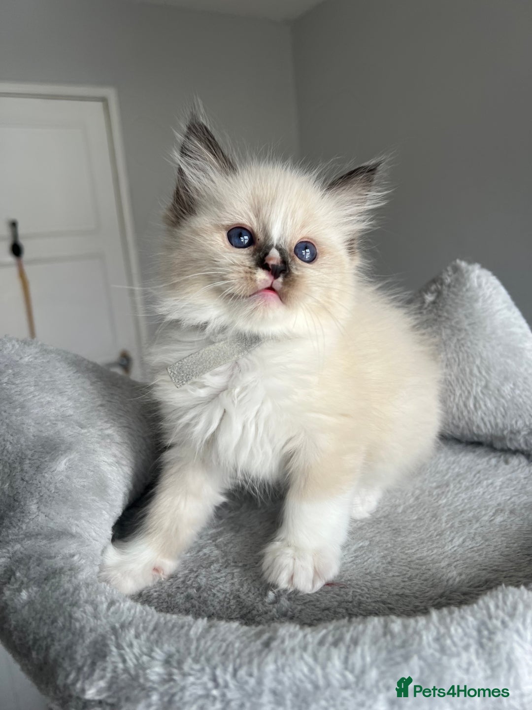 Ragdoll cats for sale: REGISTERED Ragdoll kittens HCM/PKD clear - Image 23