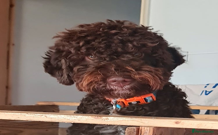 Lagotto Romagnolo dogs in London - Advert 1