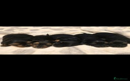 Yorkshire Terrier dogs for sale: Yorkshire terrier  - Advert 12