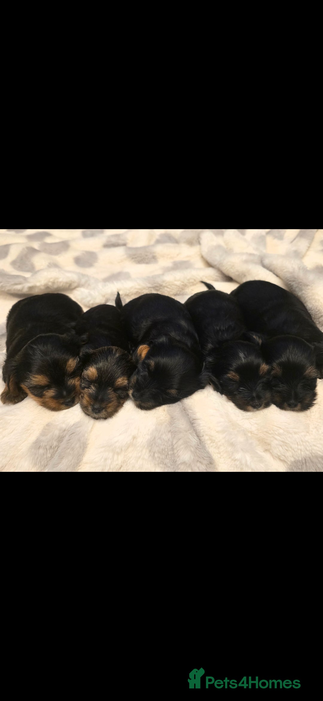 Yorkshire Terrier dogs for sale: Yorkshire terrier  - Advert 12